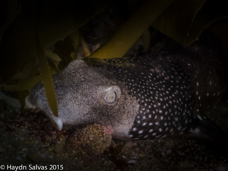 Diving just outside the heads of Port Phillip Bay at a si... by Haydn Salvas 