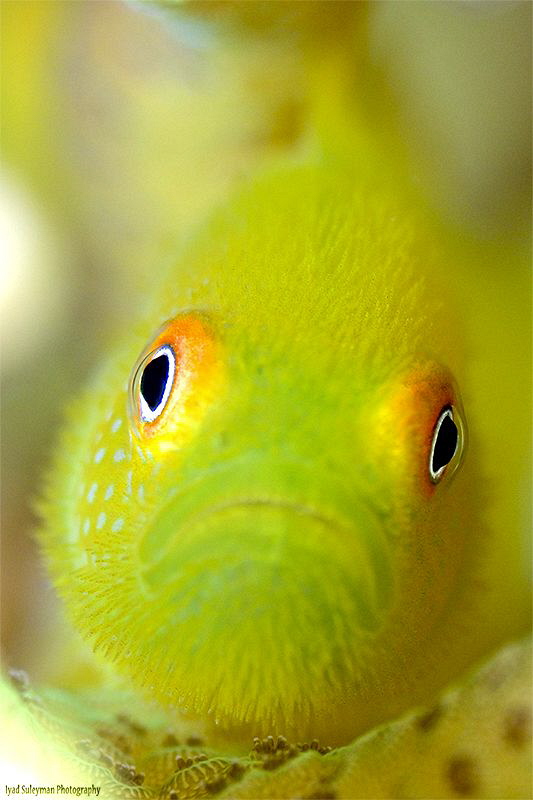 This goby is not the same which was from Bali (in my prev... by Iyad Suleyman 