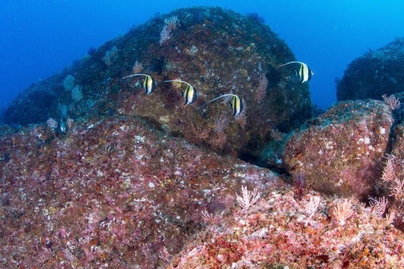 Four Morish Idol, Acapulco Mexico by Alejandro Topete 