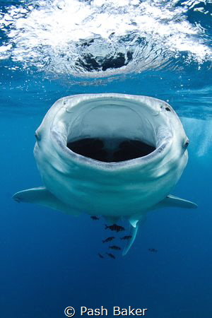Juvenile whaleshark feeding at the surface in Djibouti.  ... by Pash Baker 