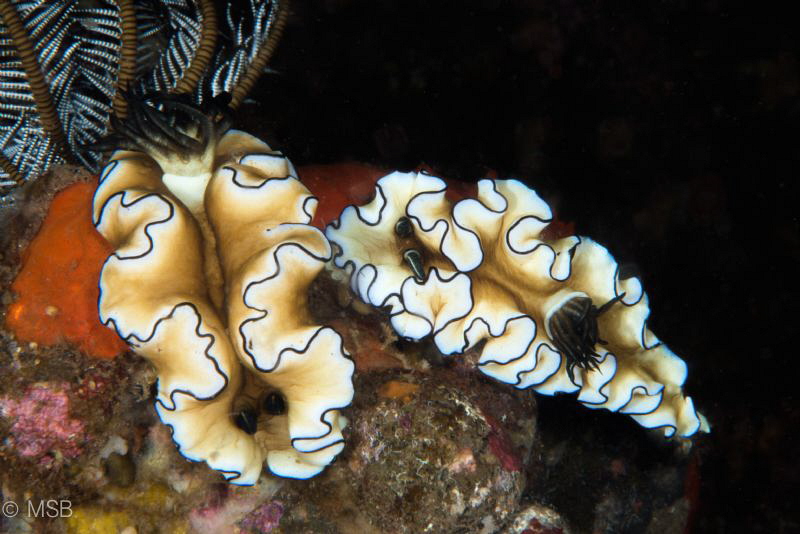 Double Glossodoris atromarginata in seraya secret. by Mehmet Salih Bilal 