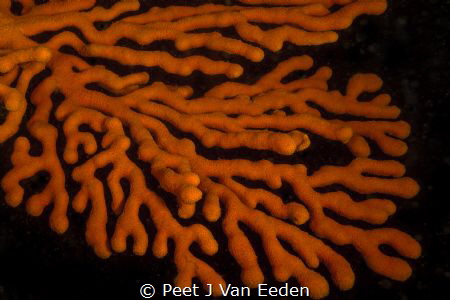 Gorgeous Gorgonian by Peet J Van Eeden 