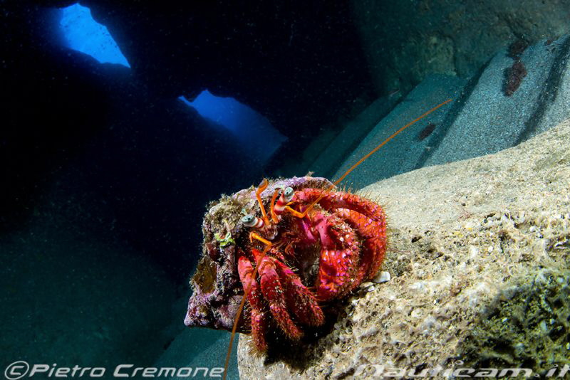 Cave Hermit by Pietro Cremone 
