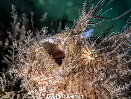 Blue Heron Bridge - I love how this frogfish seems amazed... by Robin Bateman 