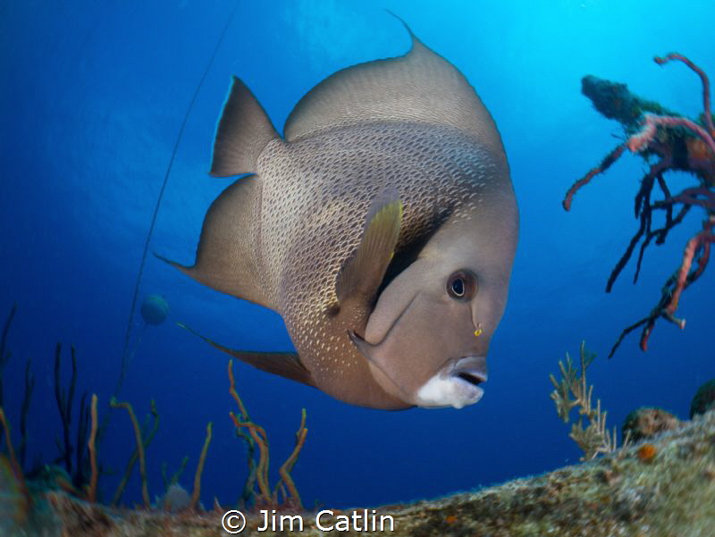 Gray Angel by Jim Catlin 