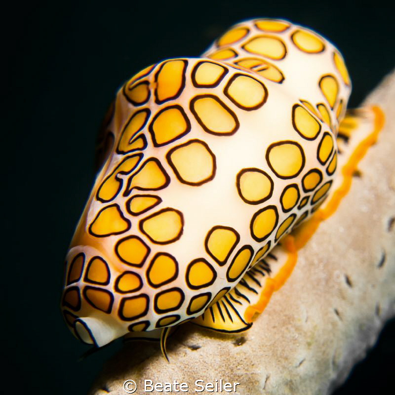 Florida tongue by Beate Seiler 