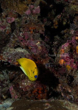 Threespot Angelfish by Taco Cheung 
