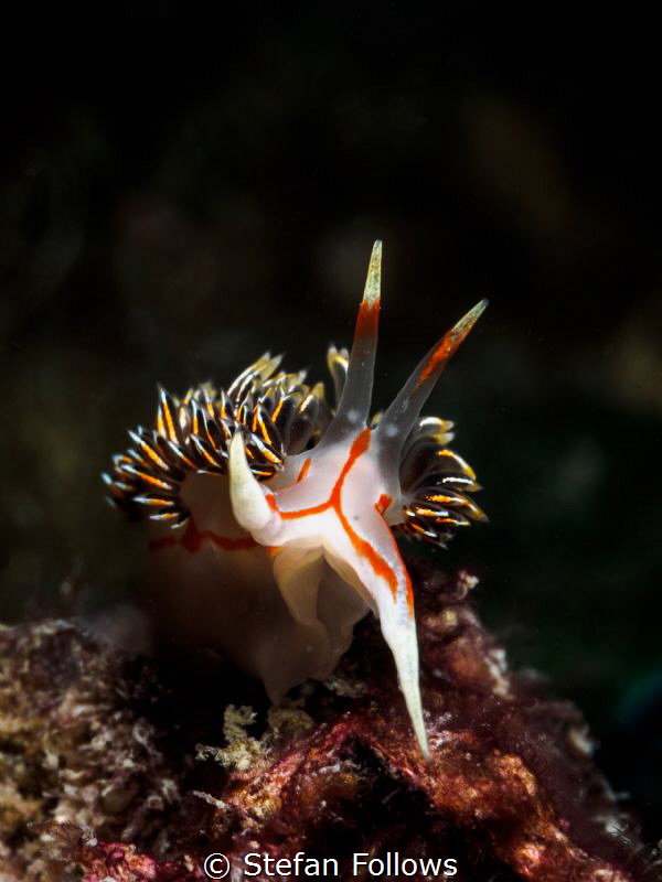 Final Farewell. Nudibranch - Phidiana militaris. Chaloklu... by Stefan Follows 