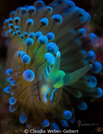 Janolus cristatus by Claudia Weber-Gebert 