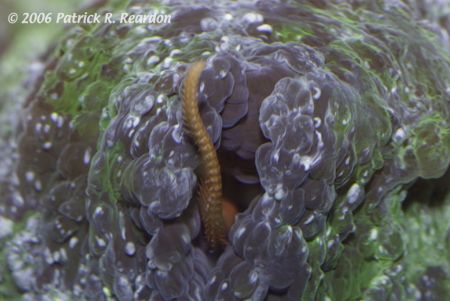 Brittle star reaching out from under his soft coral hideout. by Patrick Reardon 