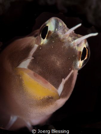 Lined Blenny by Joerg Blessing 