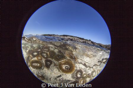 Sandy anemones by Peet J Van Eeden 