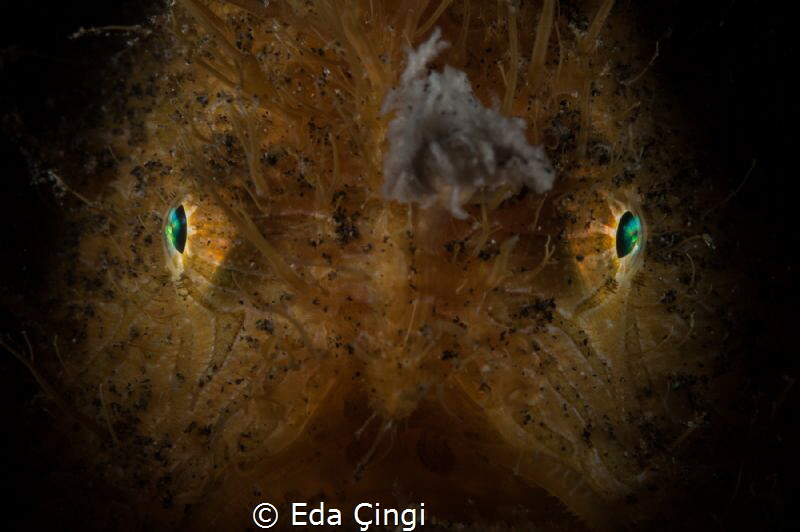 hairy eyes by Eda Çıngı 