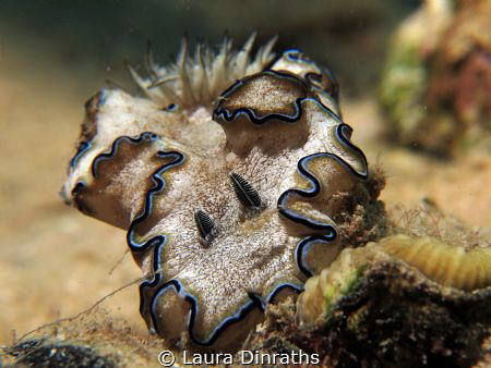 Black-margin glossodoris (Glossodoris atromarginata) on r... by Laura Dinraths 