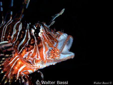 the breath of the scorpion by Walter Bassi 