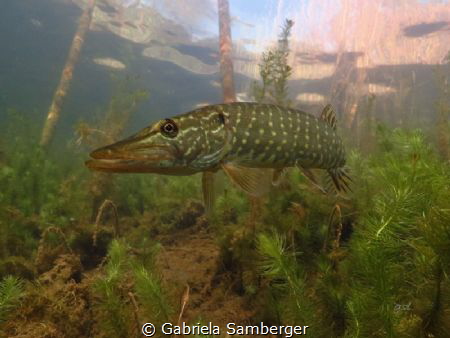 Esox by Gabriela Samberger 