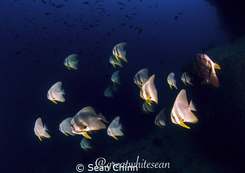 Schooling Batfish by Sean Chinn 