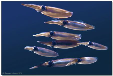 Bigfin reef squid (Sepioteuthis lessonianain) in the sun ... by Reinhard Arndt 