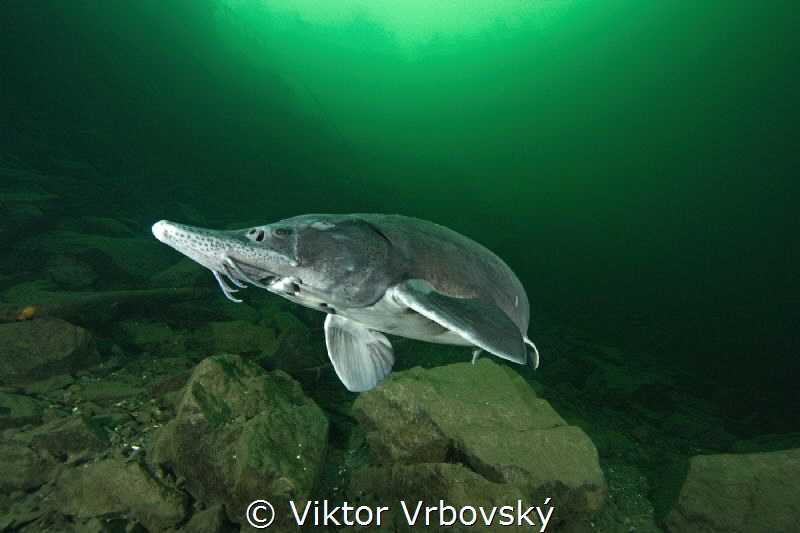 Sturgeon by Viktor Vrbovský 