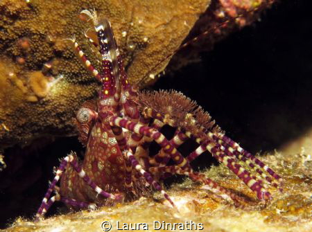 Saron marmoratus shrimp by Laura Dinraths 