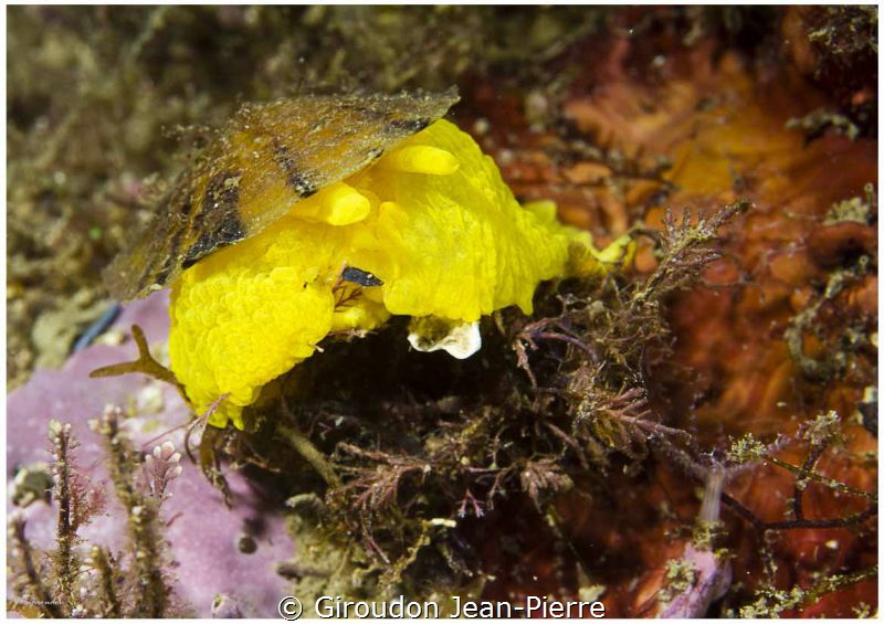 Tylodina looking for a yellow sponge in winter. by Giroudon Jean-Pierre 