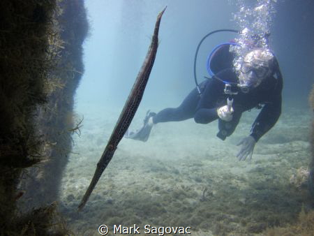 Go Pro Joe

The latest craze- poking it towards the the... by Mark Sagovac 