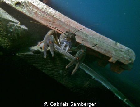 Cancer by Gabriela Samberger 