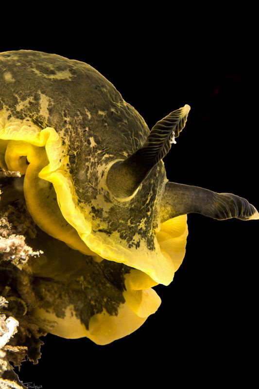 Dendrodoris limbata by Mathieu Foulquié 