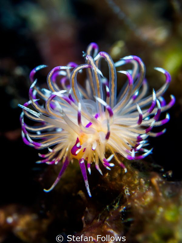 Poofy ... ! Nudibranch - Flabellina rubrolineata. Samran,... by Stefan Follows 