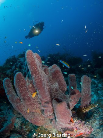 my buddy over a sponge by Joerg Blessing 