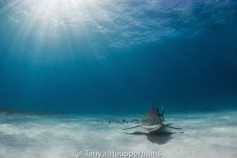 Lemon Rays
A lemon shark glides through the sun rays off... by Tanya Houppermans 