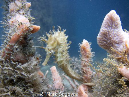 Blue Heron baby

Seahorse
 by Mark Sagovac 