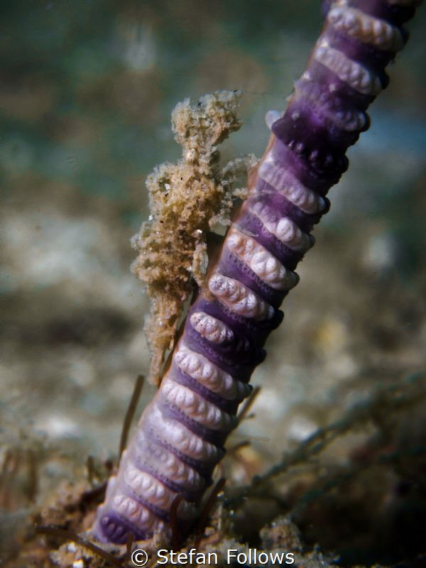 Half Way ... ! Sea Pen Shrimp - Latreutes sp. Chaloklum, ... by Stefan Follows 