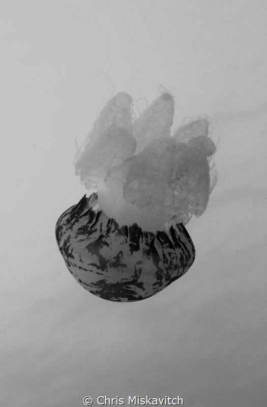 Marble jelly on safety Stop by Chris Miskavitch 