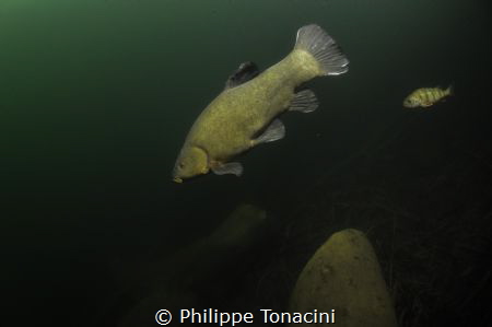 etang du duzillet tanche en hiver by Philippe Tonacini 