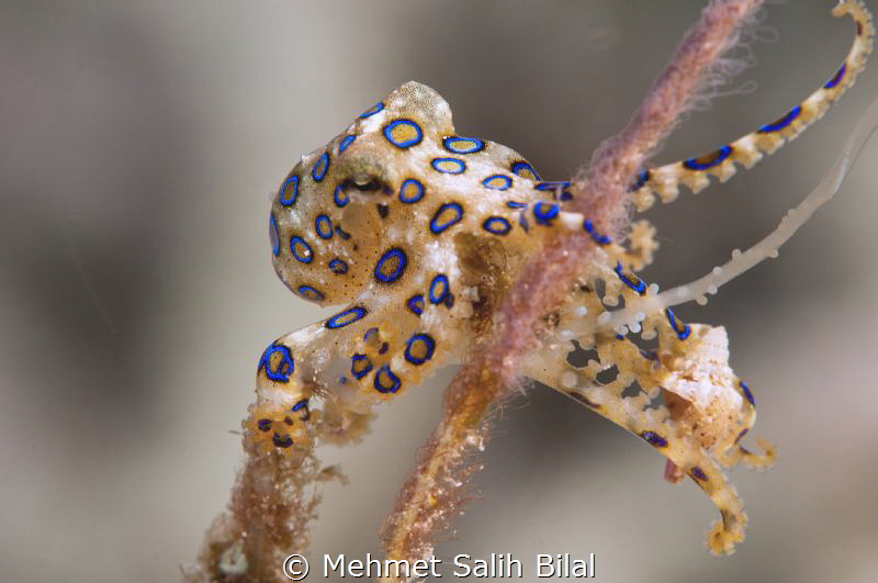 Blue ringed octopus in Raja Ampat. by Mehmet Salih Bilal 