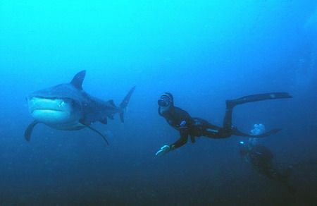 free diver and cameraman at about 15 m's with a beauty of... by Fiona Ayerst 