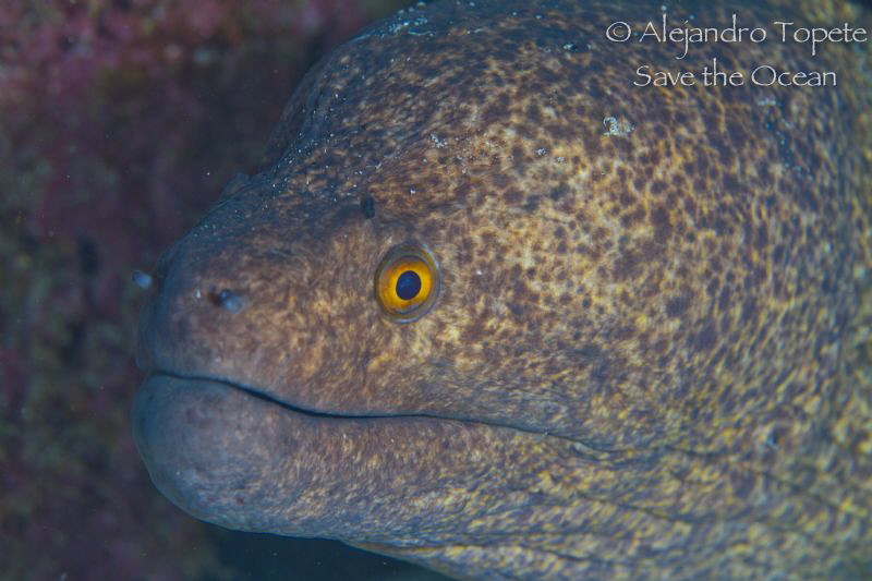 Golden Morey, Isla Cosos Costa Rica by Alejandro Topete 