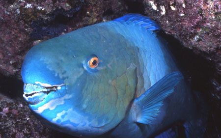 Parrot Fish Face. by David Spiel 