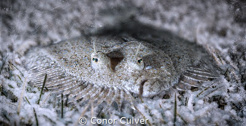 "Frozen, So You Won't See Me" part of my Underwater Surre... by Conor Culver 