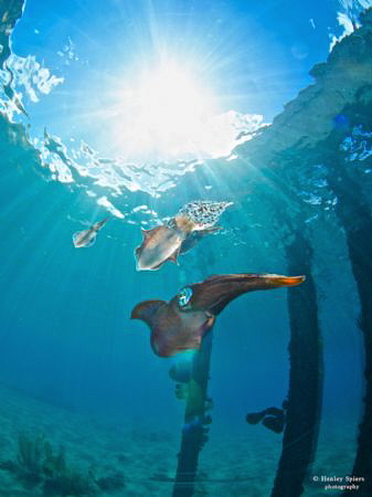 'Squid Turns Zebra'
Caribbean Reef Squid (Sepioteuthis s... by Henley Spiers 