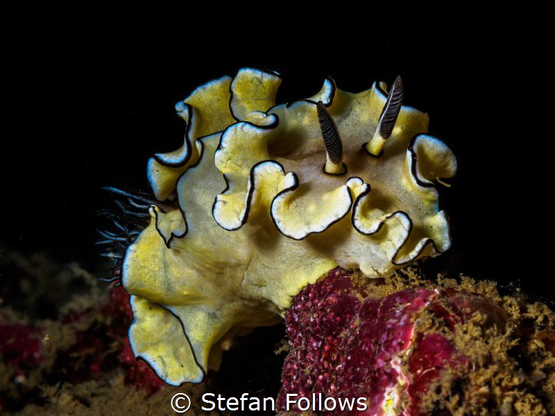Ostentatious! Nudibranch - Doriprismatica atromarginata. ... by Stefan Follows 