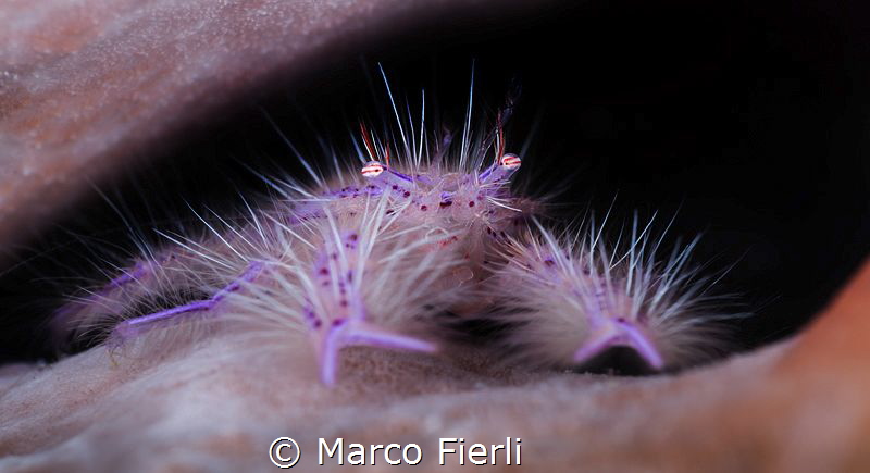Hairy Squat Lobster by Marco Fierli 