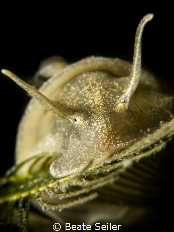 Yoda by Beate Seiler 