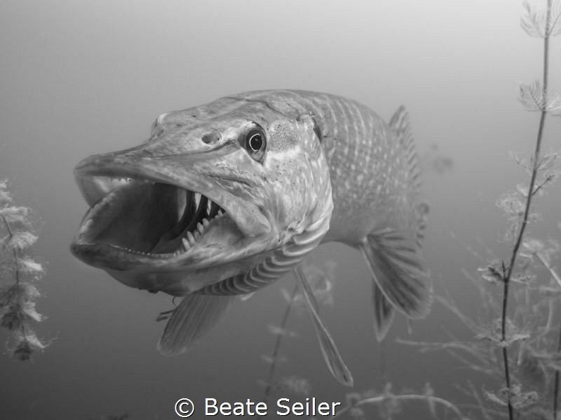 B/W Northern Pike by Beate Seiler 