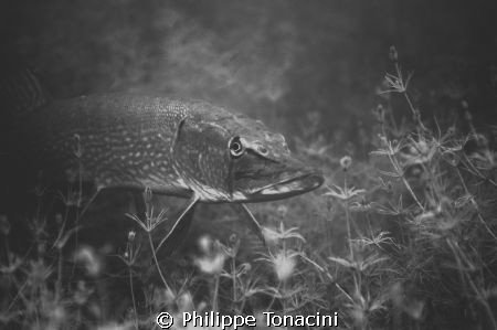 brochet by Philippe Tonacini 