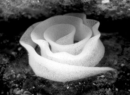 Sea slug eggs. Little Barrier Island, NZ by Jayne Dennis 