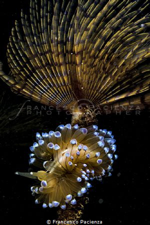 [:b:]Jewels of the sea[:/b:] by Francesco Pacienza 