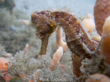 Little Seahorse cruising the Blue Heron Bridge on Sunday. by Mark Sagovac 