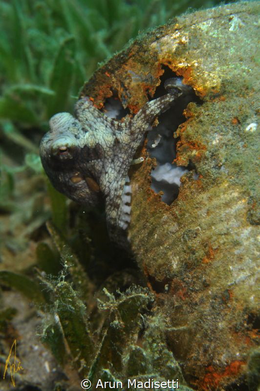 it's not much, but it's a home. Caribbean longarm Octopus by Arun Madisetti 